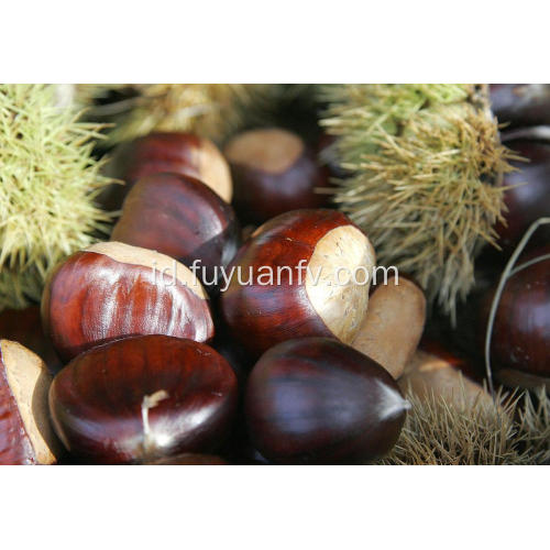 Dijual bersih Chestnut segar